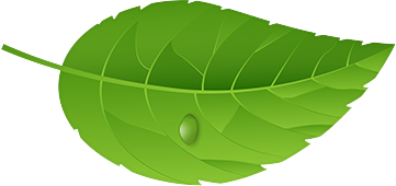 Green Leaves PNG Transparent Image removebg preview